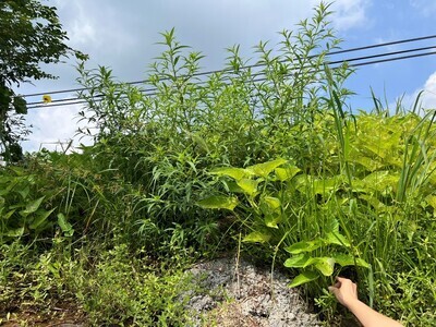 2.菜園旁的水丁香(圖中央)