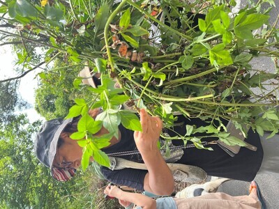 3.大家賣力採摘咸豐草