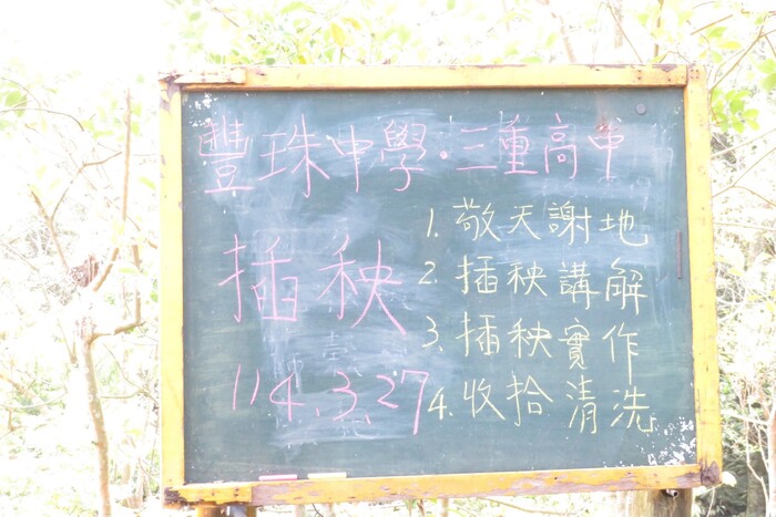 第10年種稻