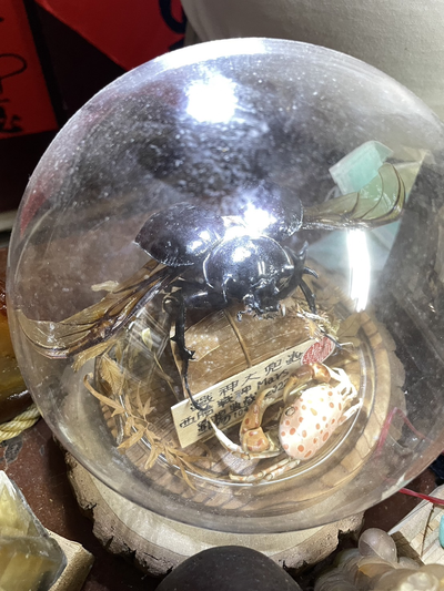 3.老闆自行製作的戰神大兜蟲標本圖片