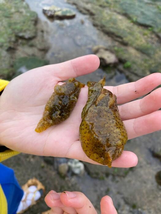 不同大小的海兔
