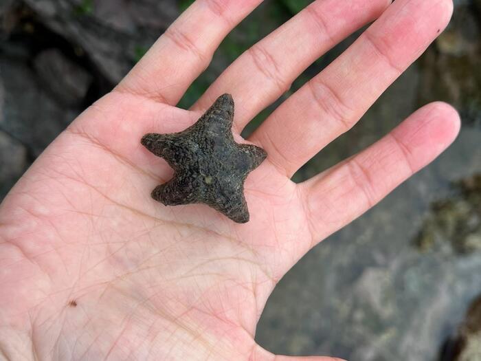 觸摸海星