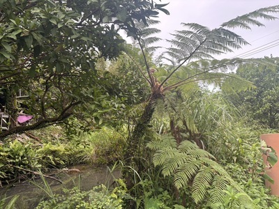 6.豐小妹口中毛茸茸還捲捲的筆筒樹。
