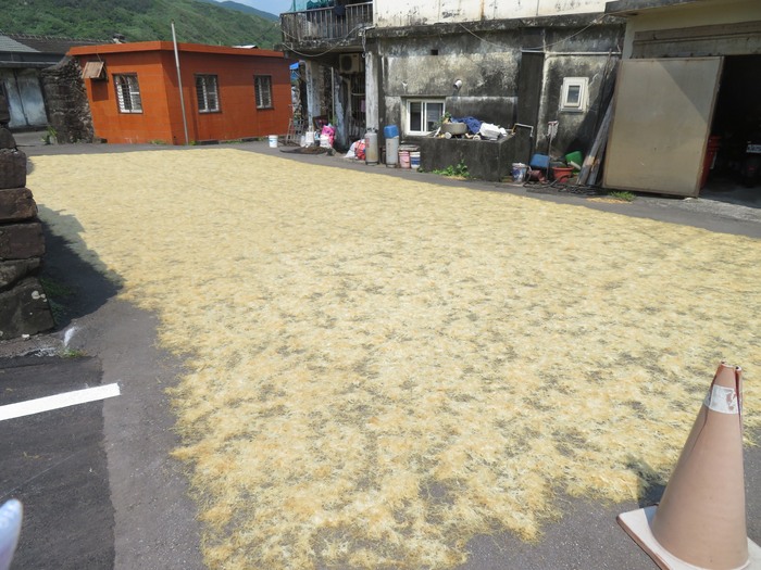 居民在曬石花菜(鳳尾的最好)