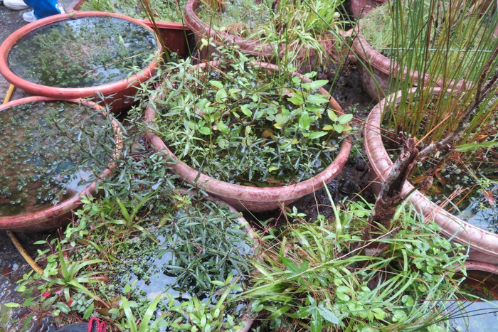 各種蛙產卵之處