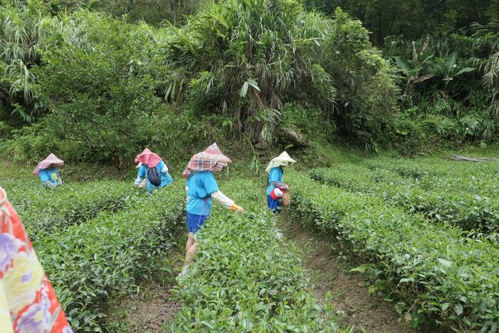 採茶體驗圖片