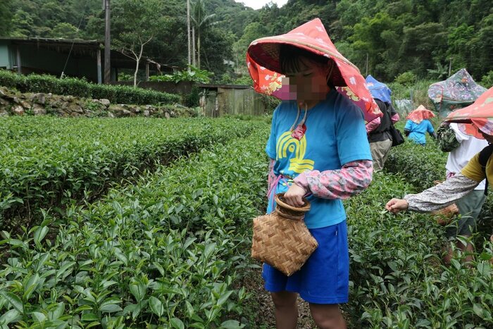 採茶體驗圖片