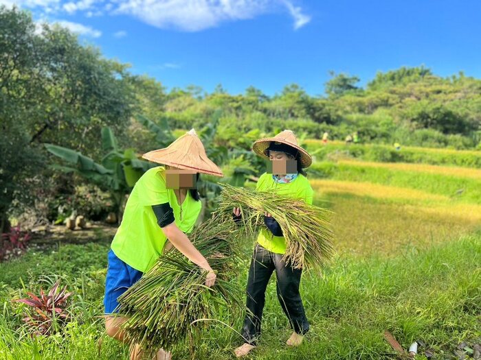 割稻圖片