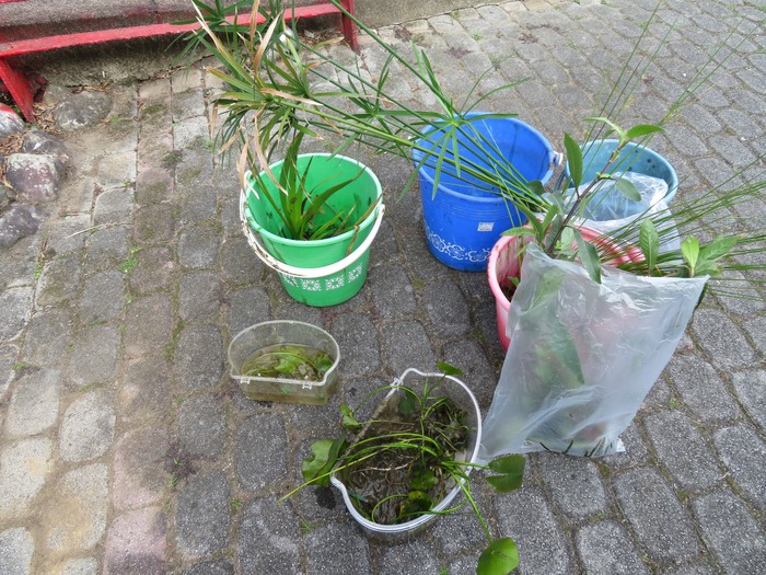 待移植鼻頭國小水生植物圖片