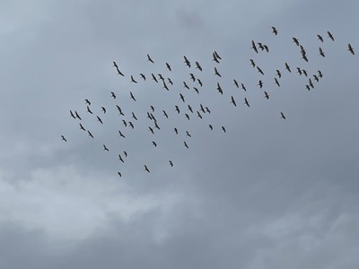 3.滑過東北角天空的候鳥群
