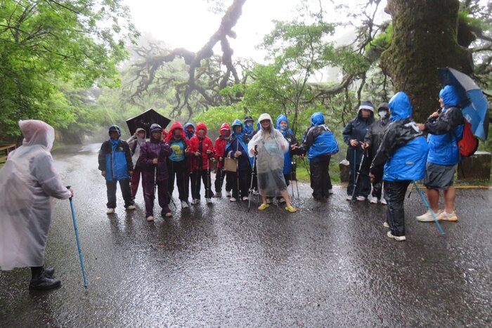 雨神同行~大鐵杉神木圖片