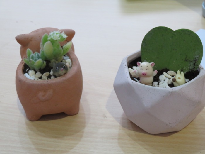 可愛小盆栽