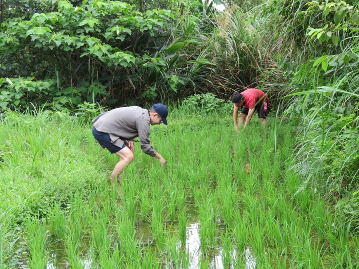 細心挲草