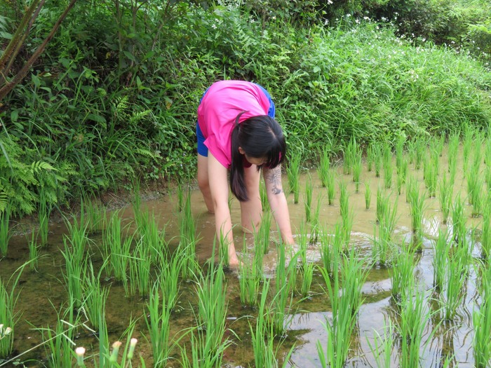 細心挲草