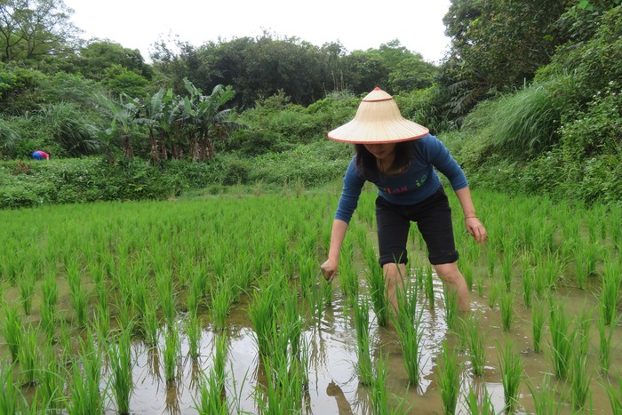 細心挲草