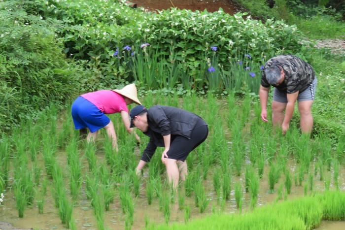 細心挲草