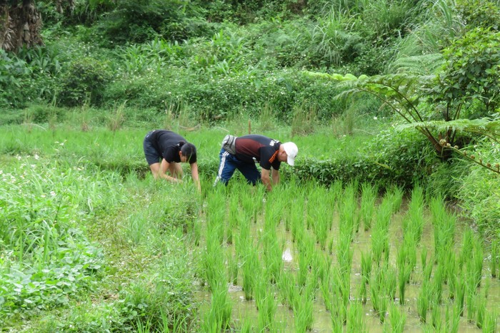細心挲草