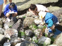 觀察潮間帶生物