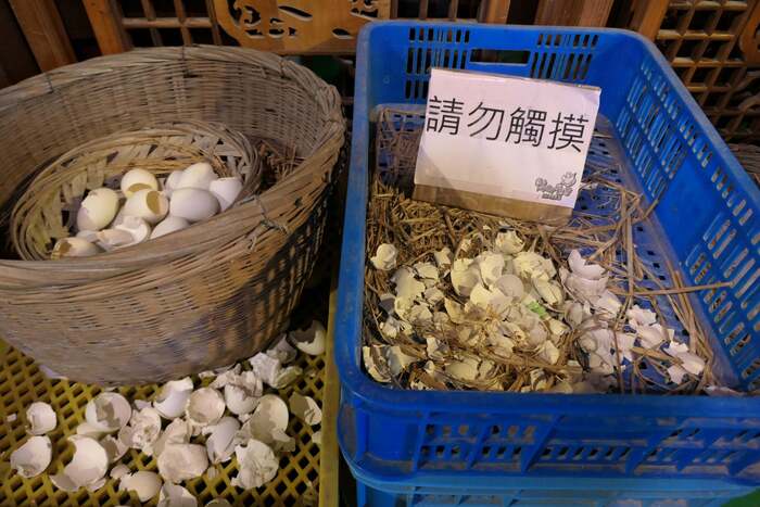 鴨子從頭到尾都是寶