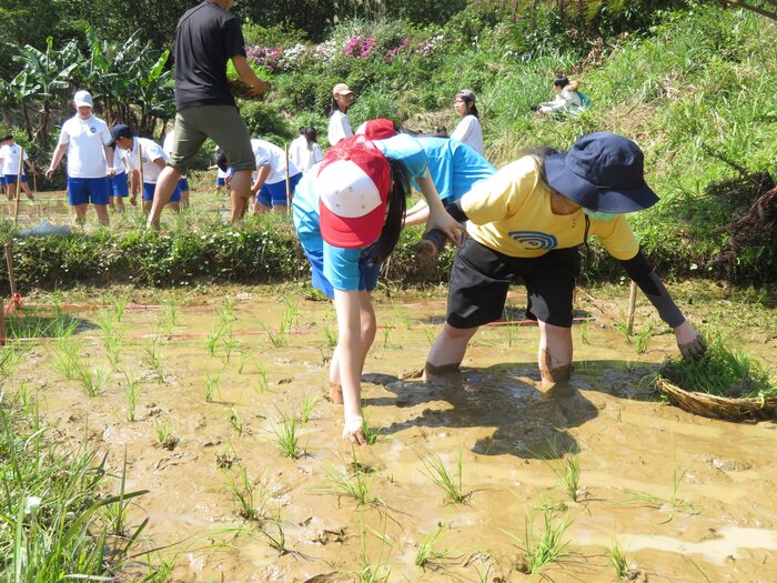 在老師的協助下順利插秧