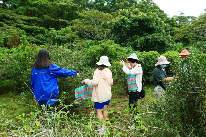 成員採集茶籽中