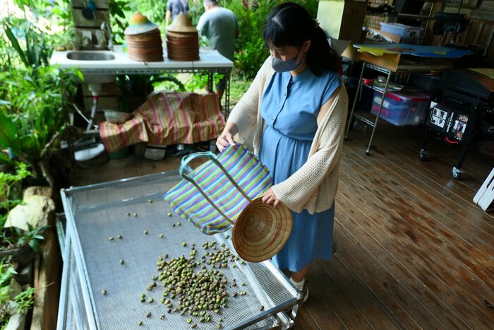 清點採集到的茶籽