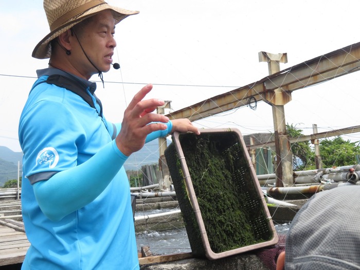 介紹海葡萄